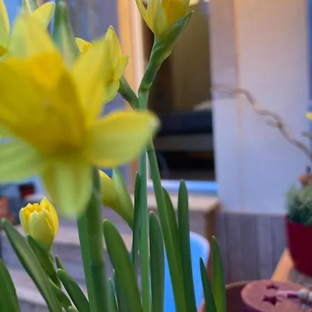 Appartement Cozy Dresde